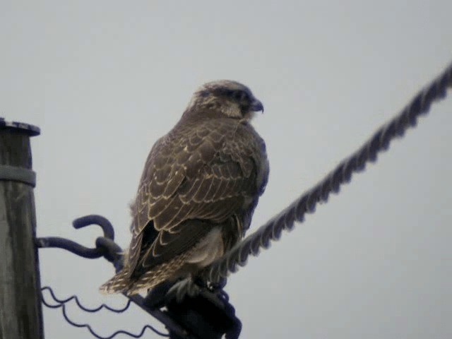 Gyrfalcon - ML201217161