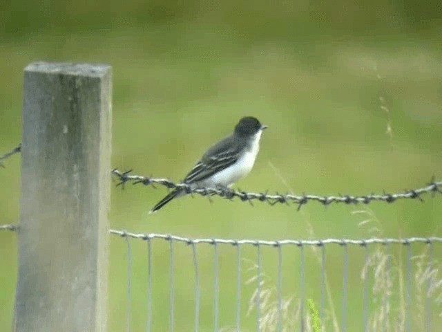 Schieferrücken-Königstyrann - ML201217211