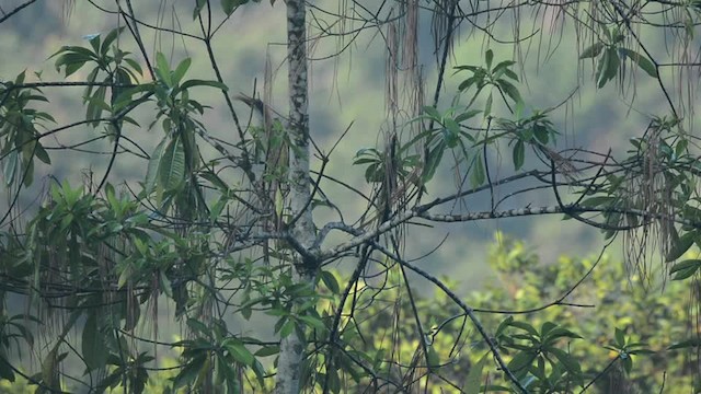 Токо ланкійський - ML201217221