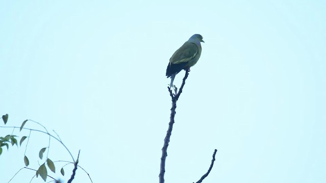 Orange-breasted Green-Pigeon - ML201217251