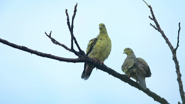 橙胸綠鳩 - ML201217271