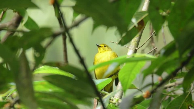 Sarı Kaşlı Arapbülbülü - ML201217281