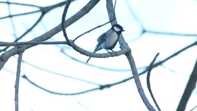 Cinereous Tit - ML201217301