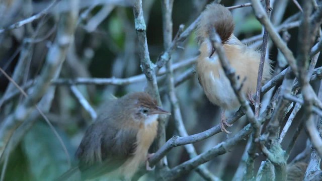 Tawny-bellied Babbler - ML201217311