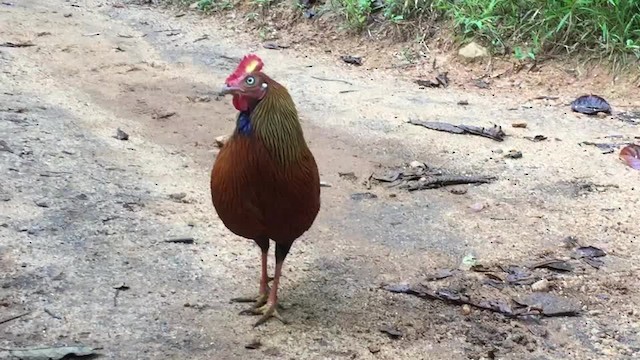 Sri Lanka Junglefowl - ML201217331