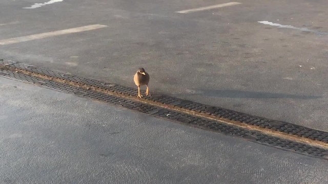 Common Myna - ML201217341