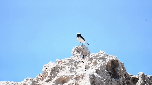 Cyprus Wheatear - ML201217411