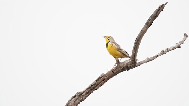 Yellow-throated Longclaw - ML201217471