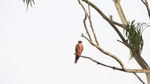 アフリカチゴハヤブサ - ML201217481