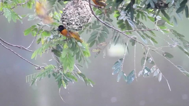 Village Weaver (Black-headed) - ML201217501