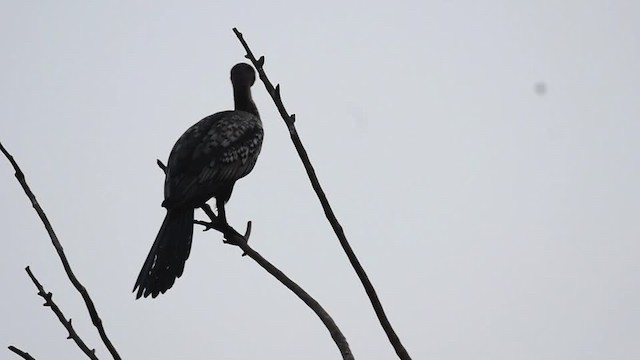 Long-tailed Cormorant - ML201217511