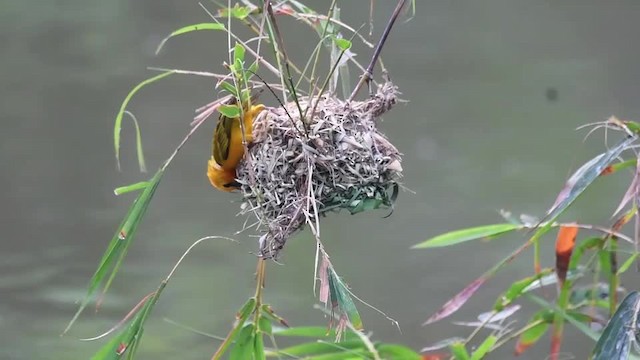 Orange Weaver - ML201217521