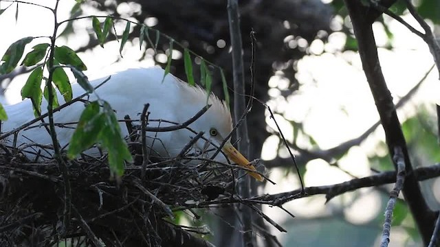 Western Cattle Egret - ML201217541