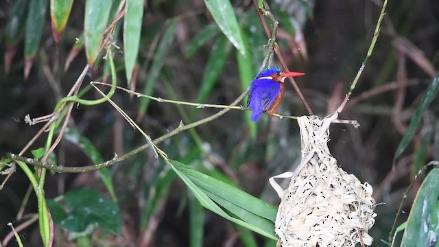 Malachite Kingfisher (Mainland) - ML201217591