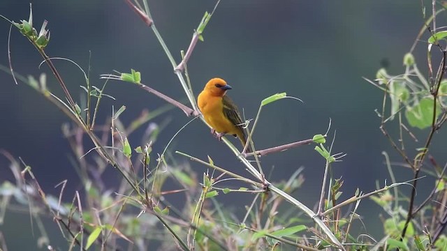 Orange Weaver - ML201217601