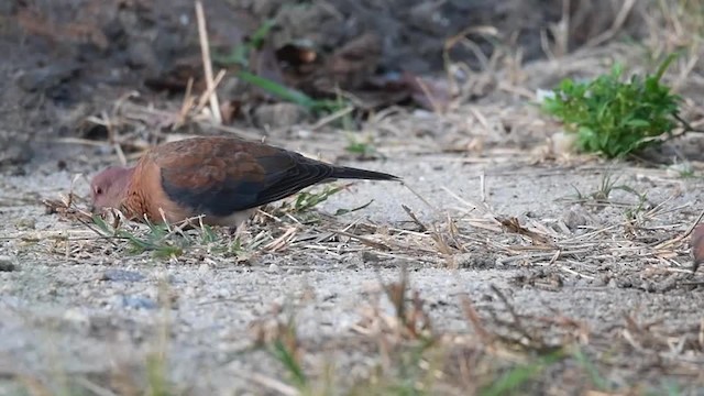 Laughing Dove - ML201217611