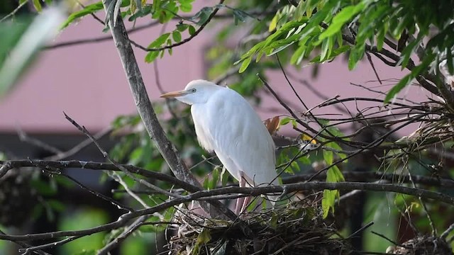 Египетская цапля (ibis) - ML201217621