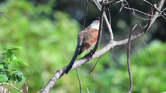 Senegal Coucal - ML201217691