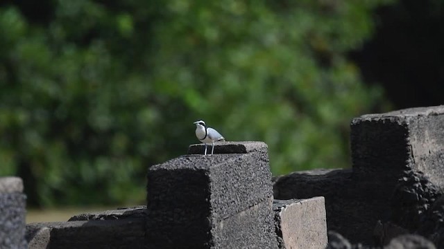 Egyptian Plover - ML201217701