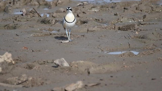 Egyptian Plover - ML201217711