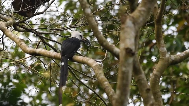 Western Long-tailed Hornbill - ML201217731