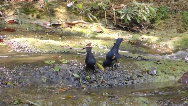 Petit Carouge - ML201217881