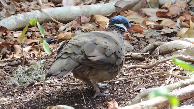 Blue-headed Quail-Dove - ML201217891