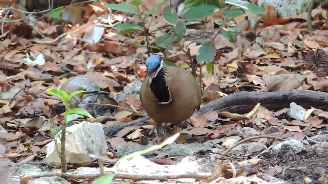 Blue-headed Quail-Dove - ML201217901