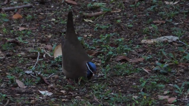 Blue-headed Quail-Dove - ML201217911