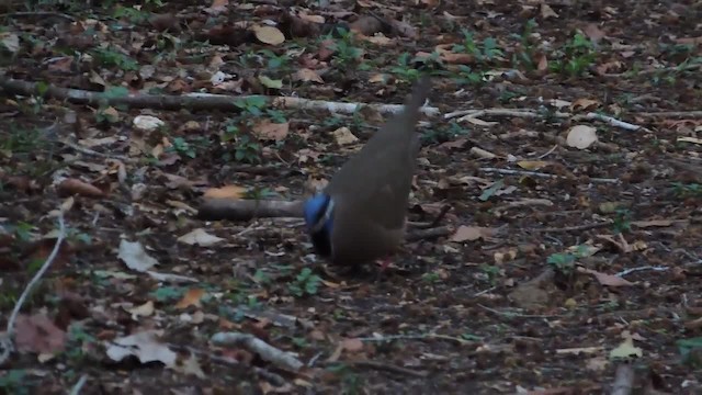 Blue-headed Quail-Dove - ML201217921