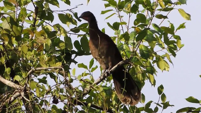 Gray-headed Chachalaca - ML201217981