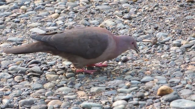 Short-billed Pigeon - ML201218001