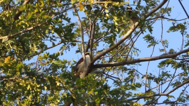 Laughing Falcon - ML201218011