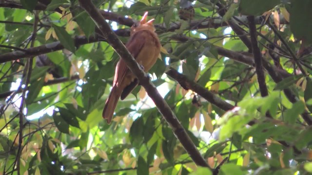 Rufous Piha - ML201218021