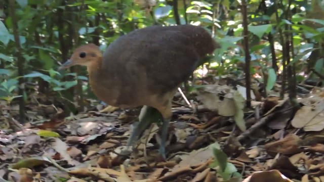 Great Tinamou - ML201218031