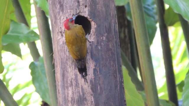 Rufous-winged Woodpecker - ML201218061