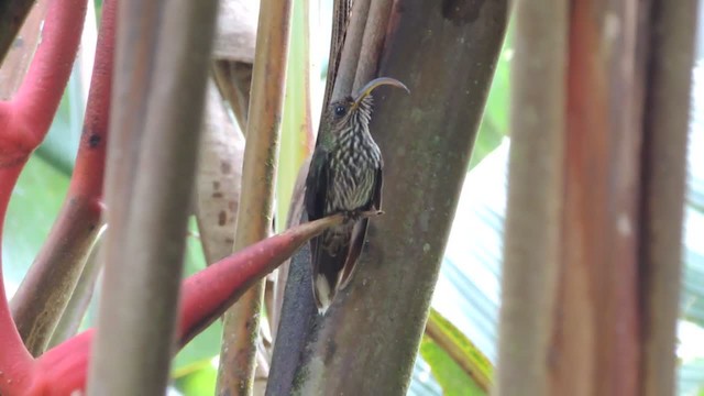 White-tipped Sicklebill - ML201218181