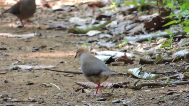 Серогрудая голубка (rufinucha) - ML201218201