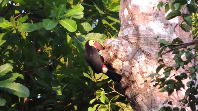 Yellow-throated Toucan (Chestnut-mandibled) - ML201218211