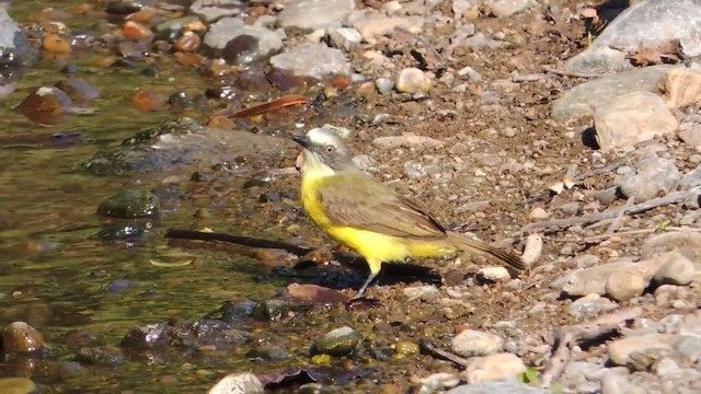 Gray-capped Flycatcher - ML201218221