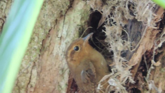 Ochraceous Wren - ML201218231