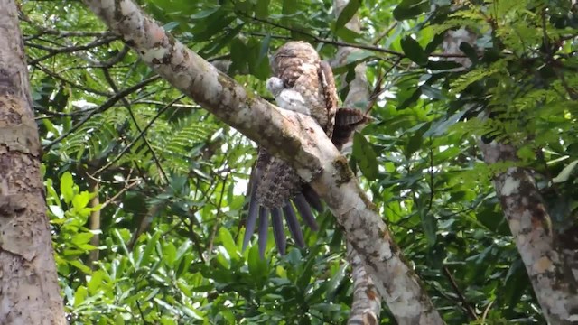 Great Potoo - ML201218241