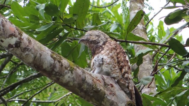 Great Potoo - ML201218251