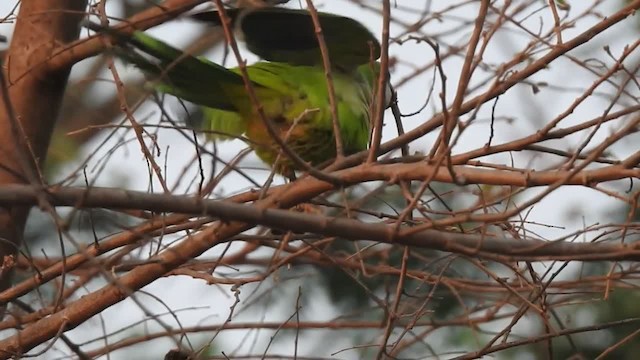 オキナインコ（monachus グループ） - ML201218321