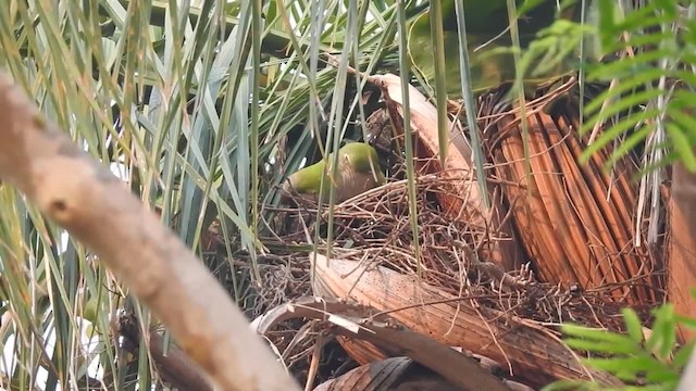 Monk Parakeet (Monk) - ML201218331