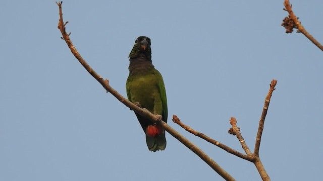 Папуга-червоногуз зеленощокий - ML201218341