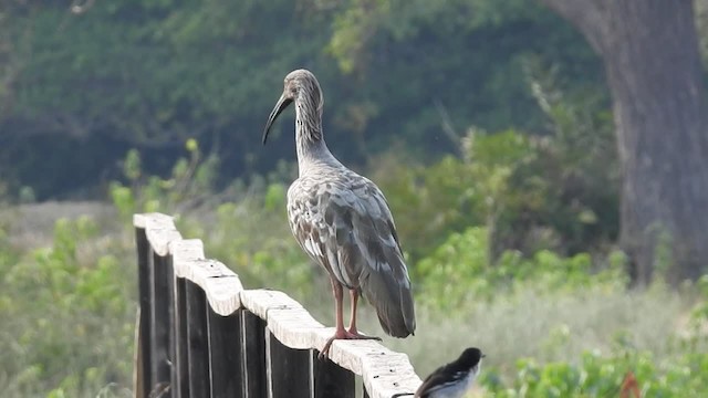 ibis běločelý - ML201218351