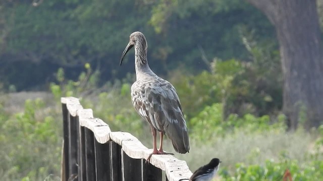 Ibis plombé - ML201218351