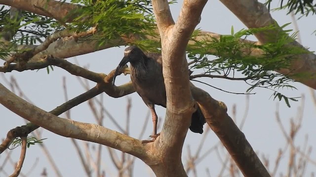 Plumbeous Ibis - ML201218361