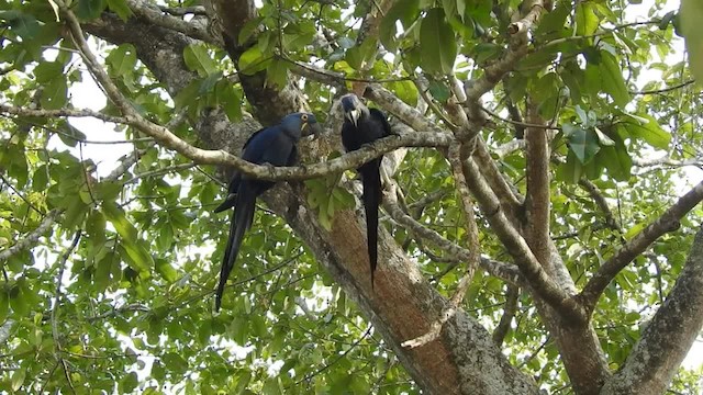 Hyacinth Macaw - ML201218381